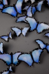 Blue Butterflies no canvas closeup